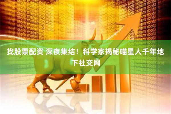 找股票配资 深夜集结！科学家揭秘喵星人千年地下社交网